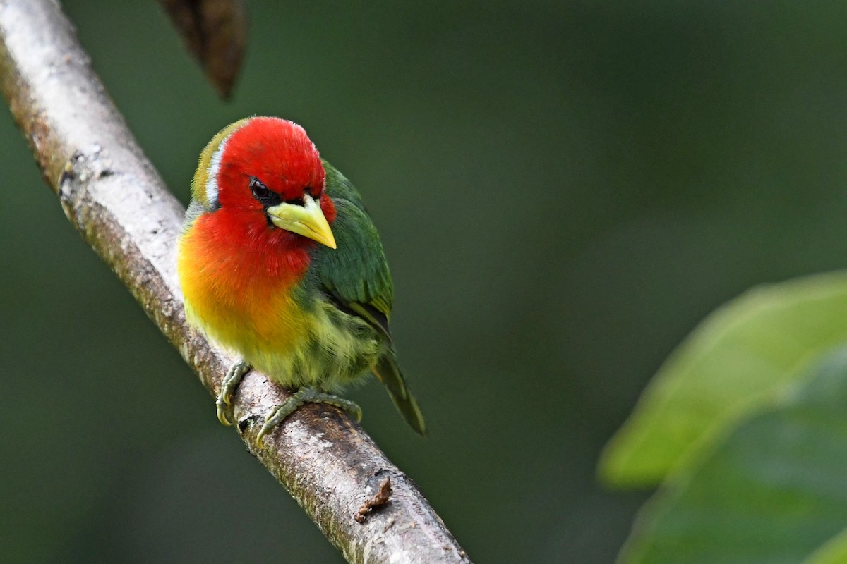 Red-headed Barbet - ML644959551
