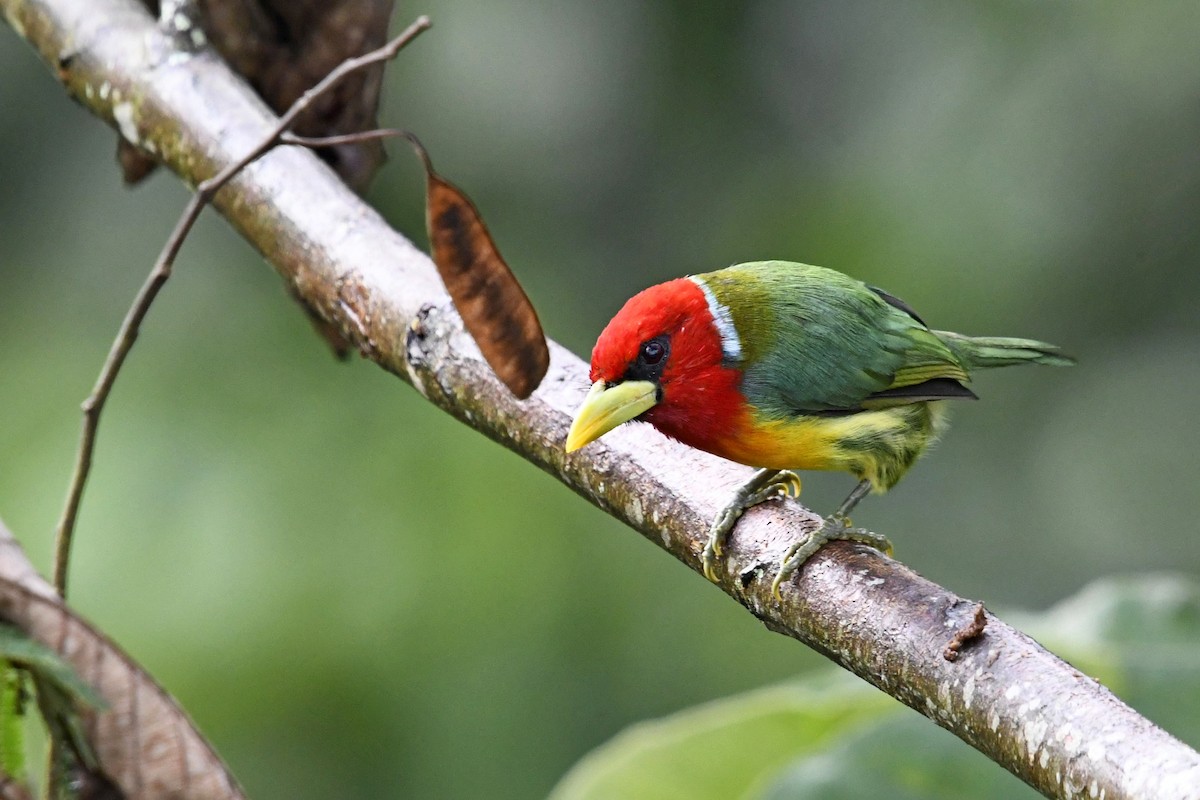 Red-headed Barbet - ML644959552
