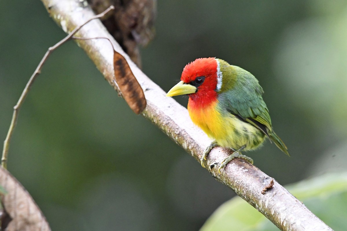 Red-headed Barbet - ML644959553