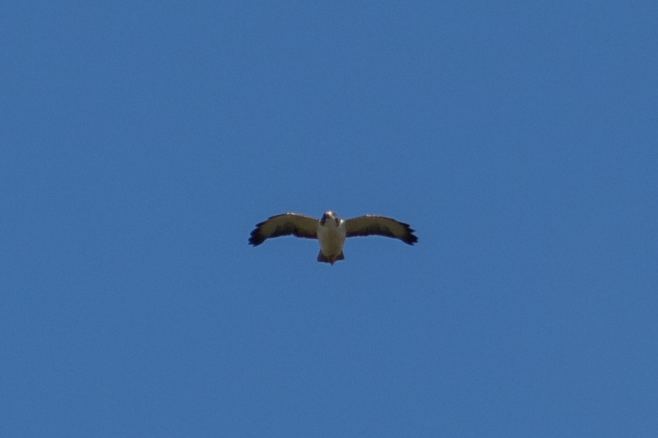 Short-tailed Hawk - ML644959564