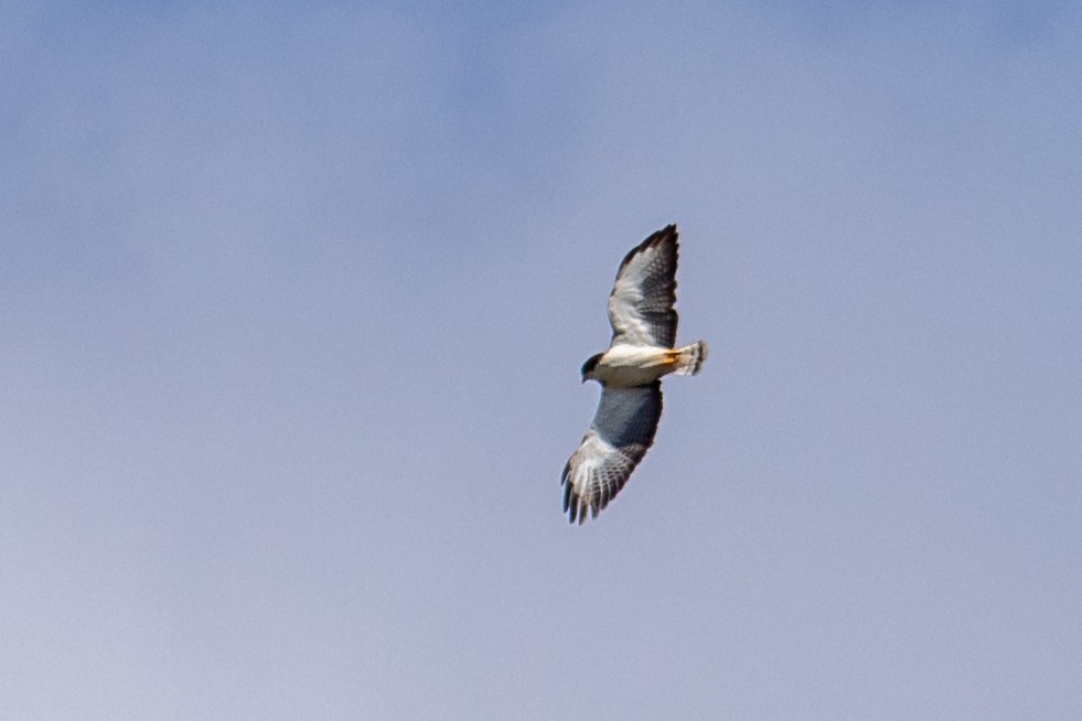 Short-tailed Hawk - ML644959565