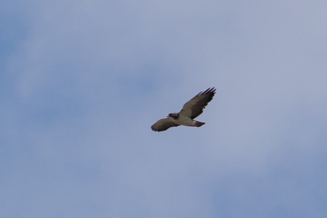 Short-tailed Hawk - ML644959566