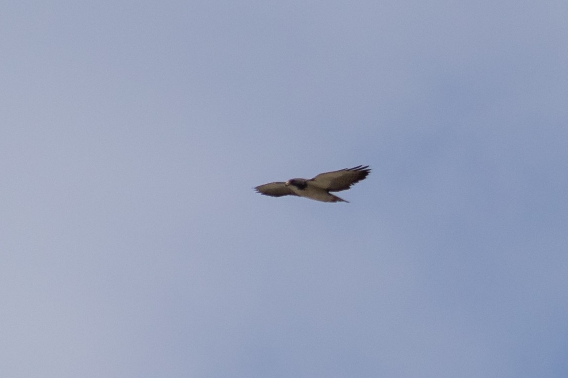 Short-tailed Hawk - ML644959567