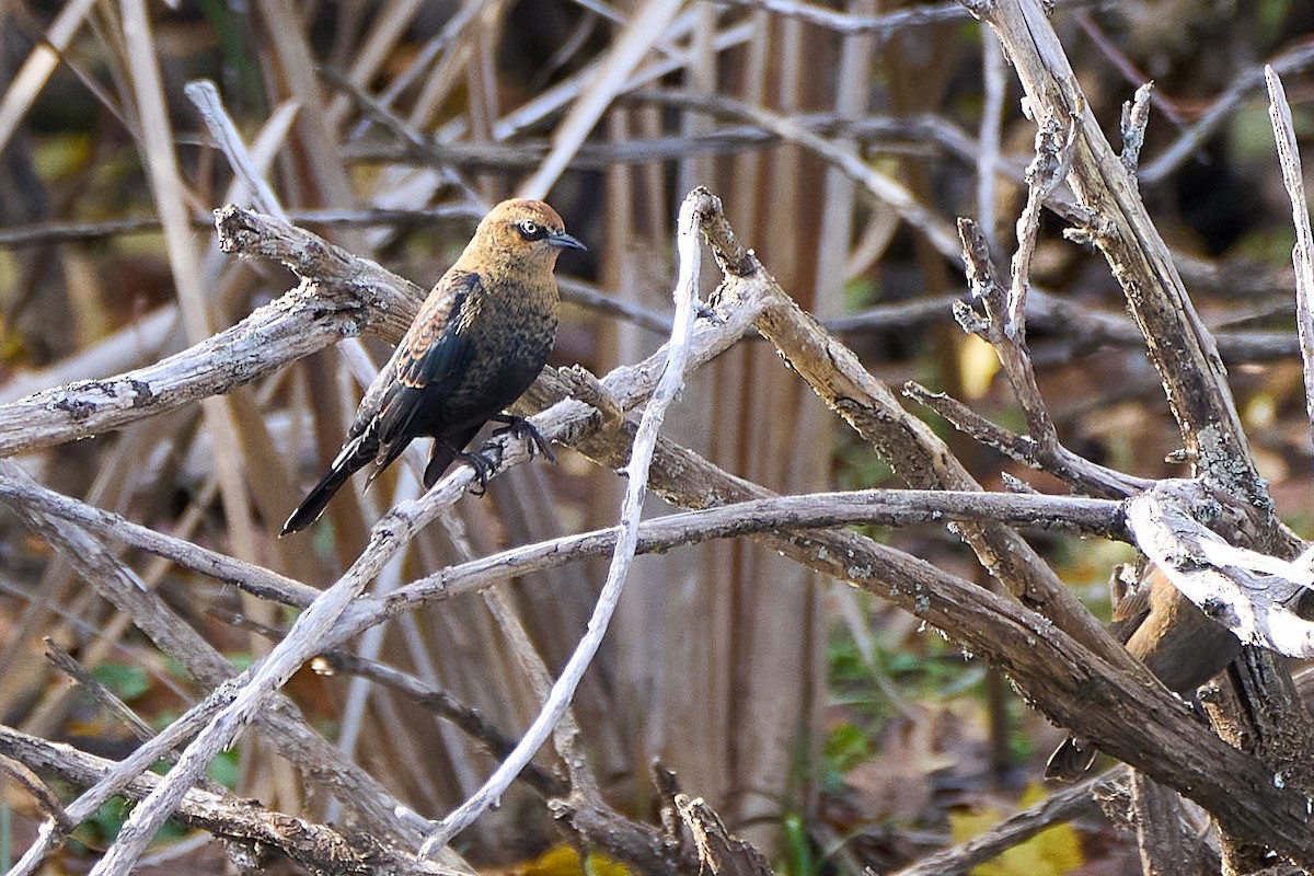 Rusty Blackbird - ML644959568