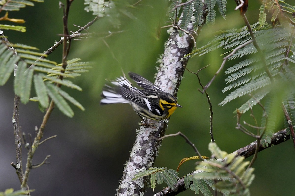 Reinita Gorjinaranja - ML644959569