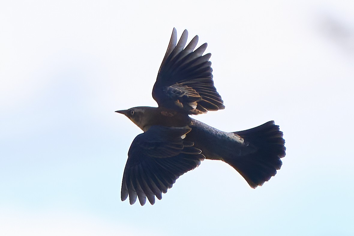 Rusty Blackbird - ML644959578