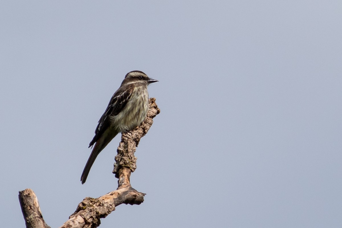 Variegated Flycatcher - ML644959585