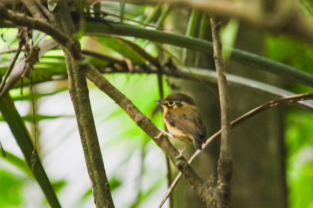White-throated Spadebill - ML644959593