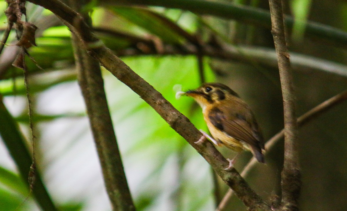 White-throated Spadebill - ML644959594