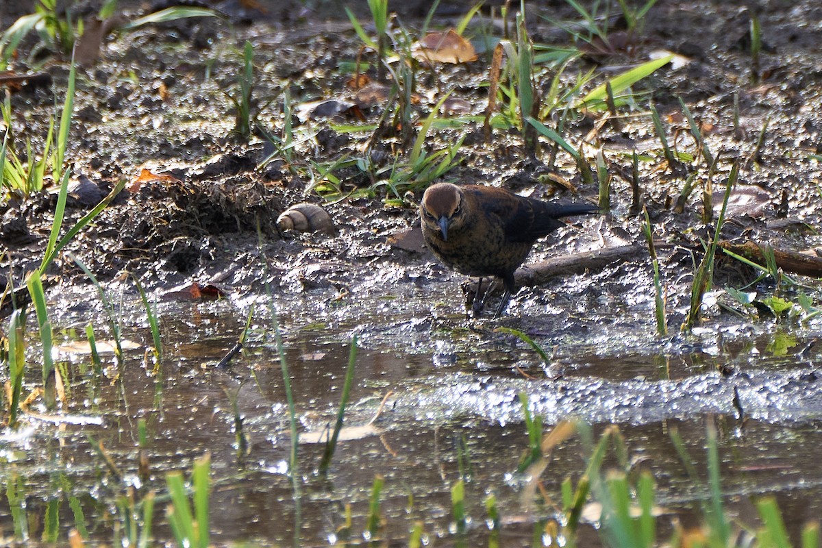 Rusty Blackbird - ML644959596