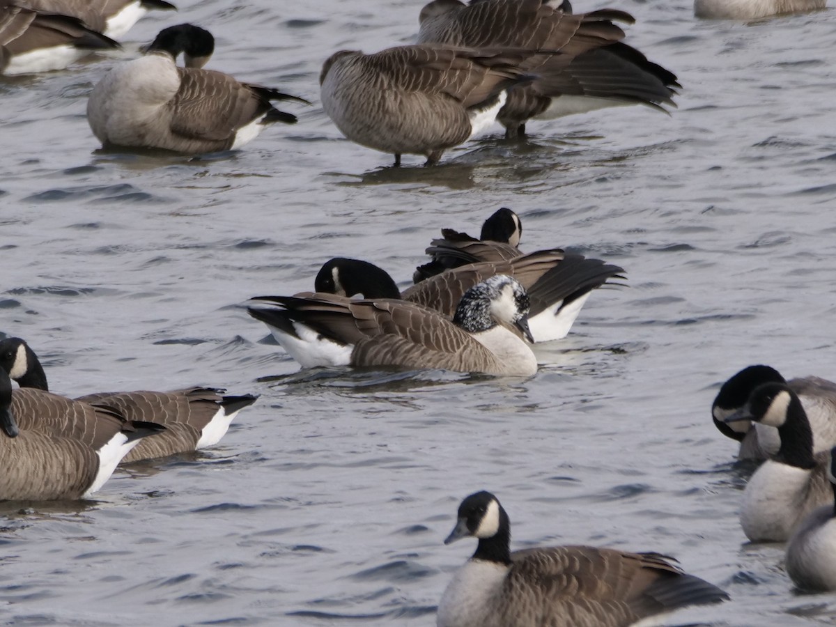 Canada Goose - ML644959626