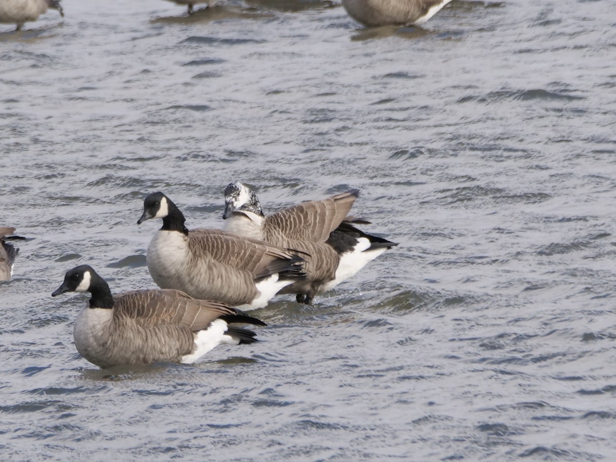 Canada Goose - ML644959627