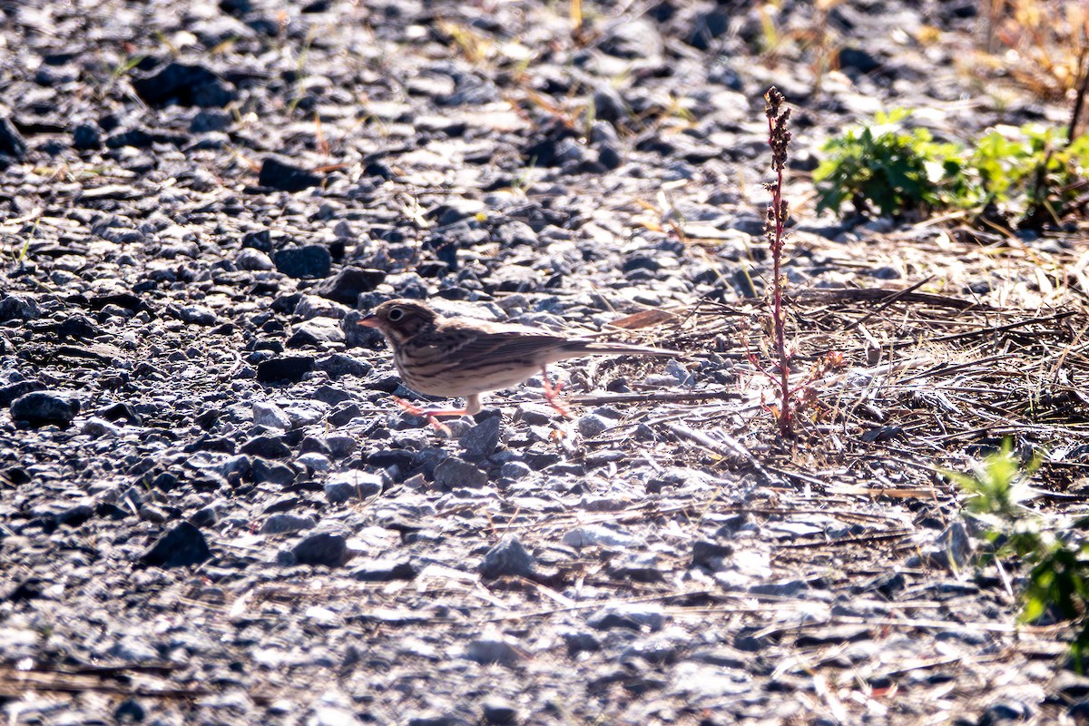 Vesper Sparrow - ML644959629