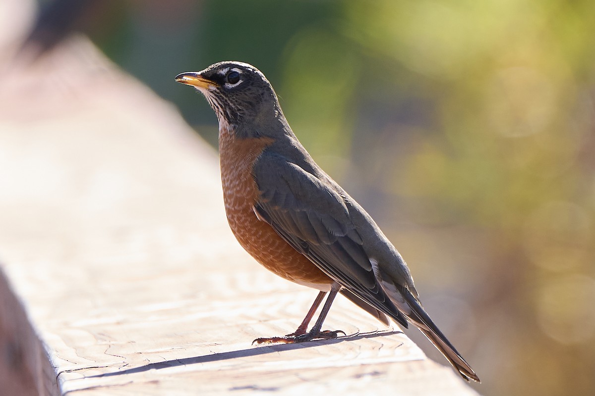 American Robin - ML644959631