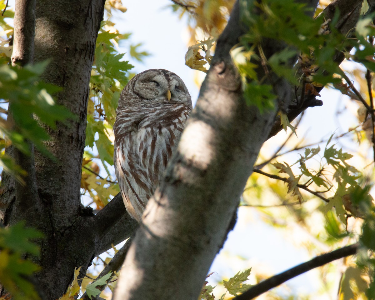 Barred Owl - ML644959640