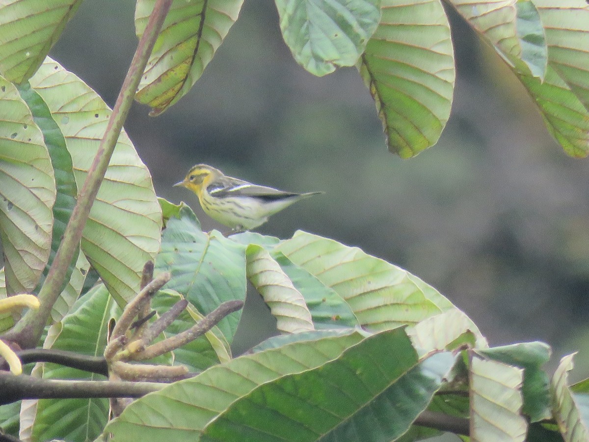 Reinita Gorjinaranja - ML644959647