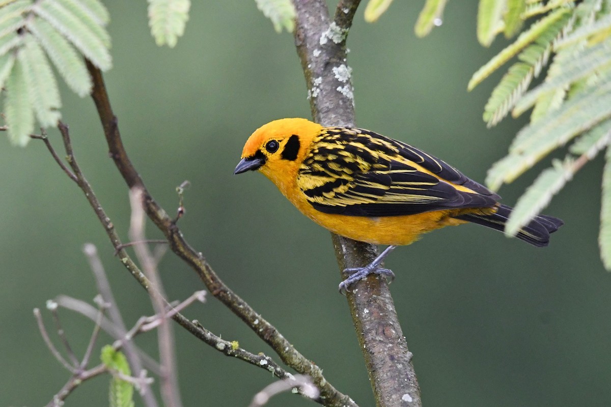 Golden Tanager - ML644959663