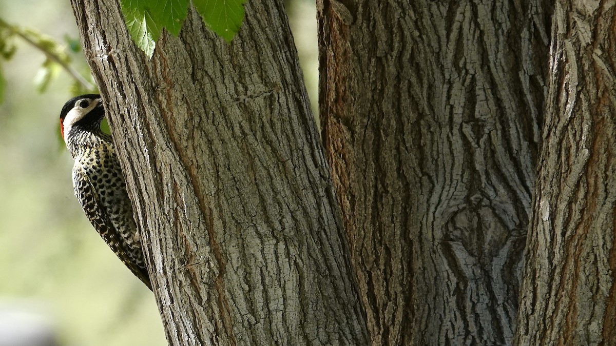 Декол плямистоволий - ML644959666