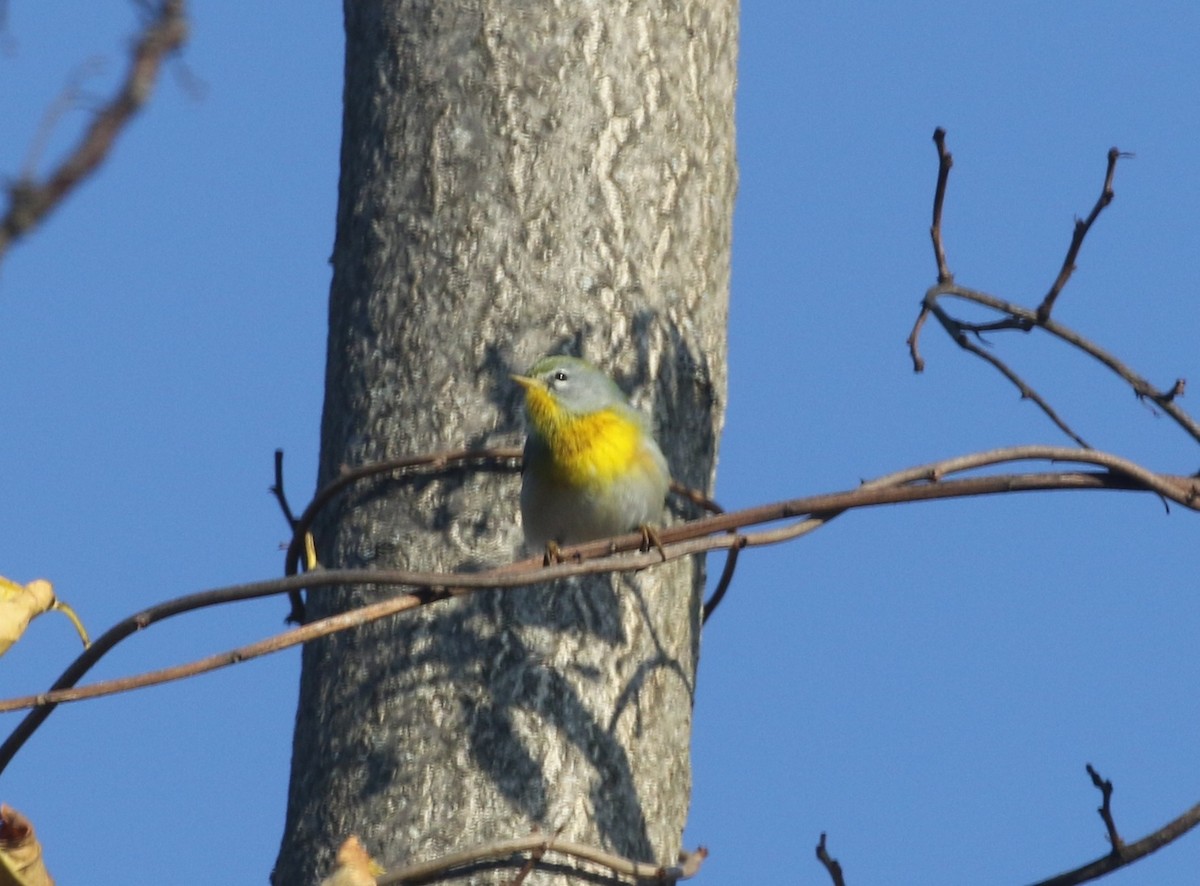 Northern Parula - ML644959688