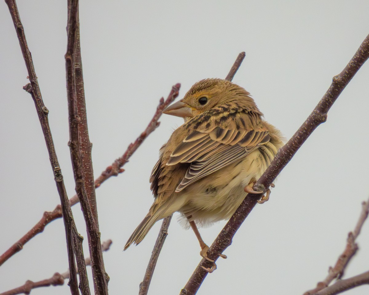 sisselspurv - ML644959692