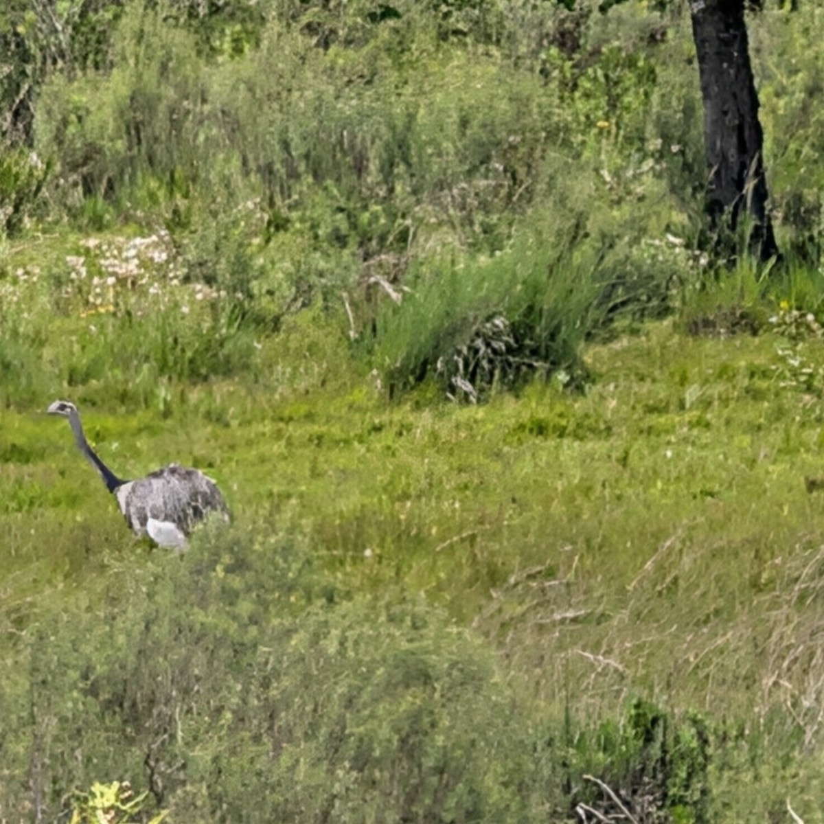 Greater Rhea - ML644959709