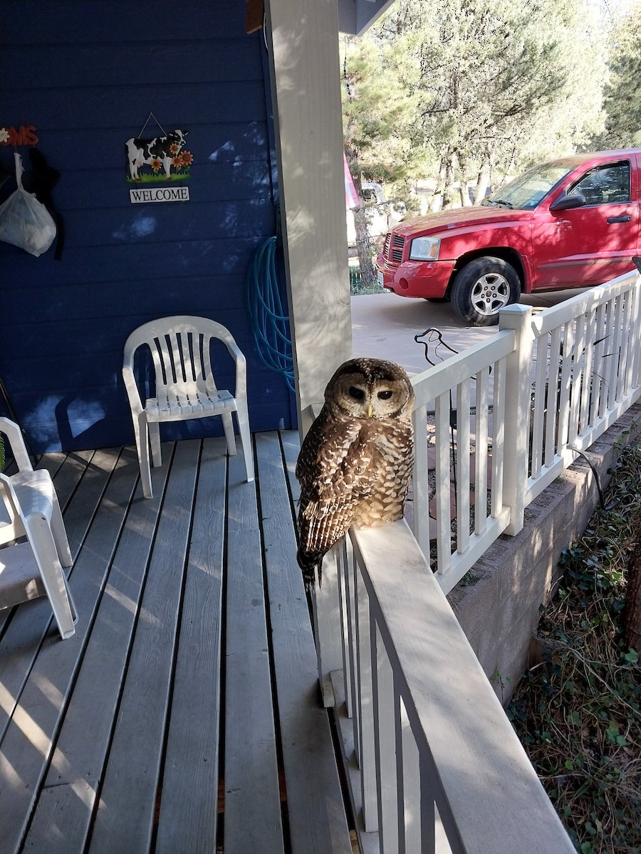 Chouette tachetée - ML644959720