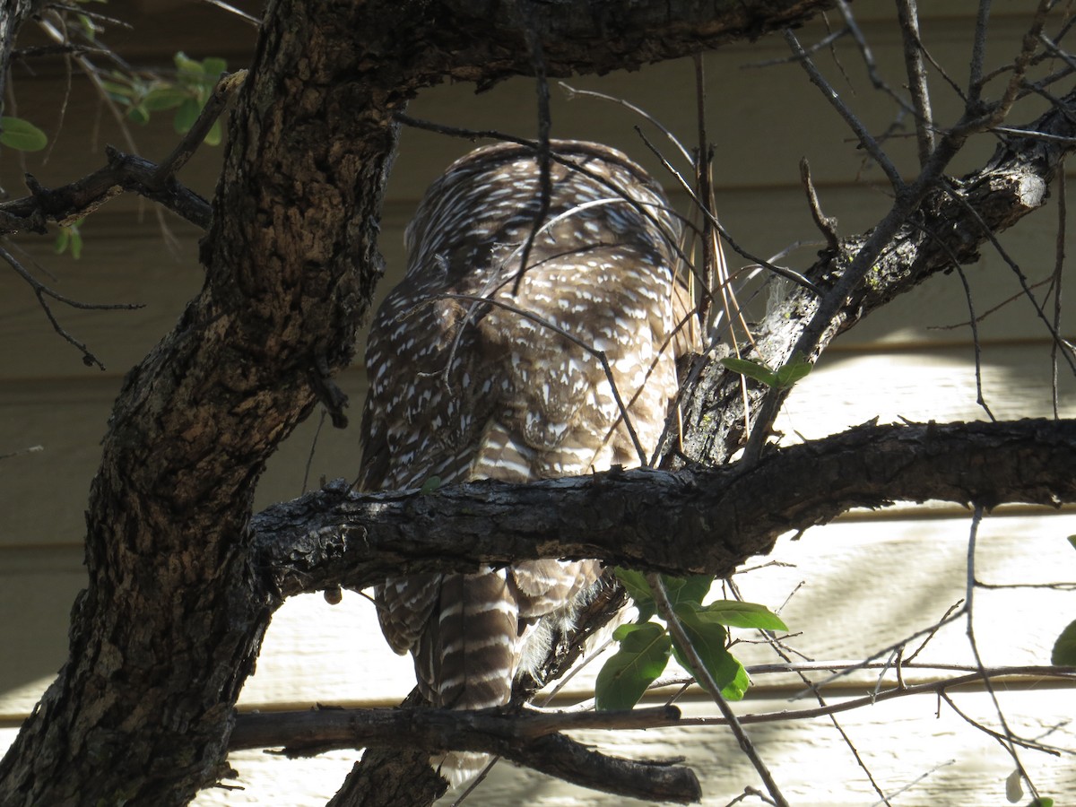 Chouette tachetée - ML644959721