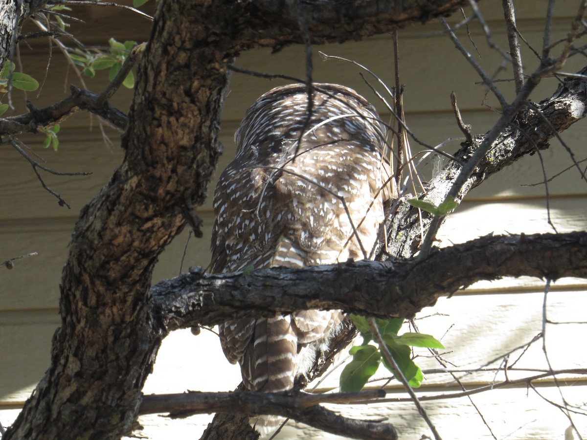 Chouette tachetée - ML644959723