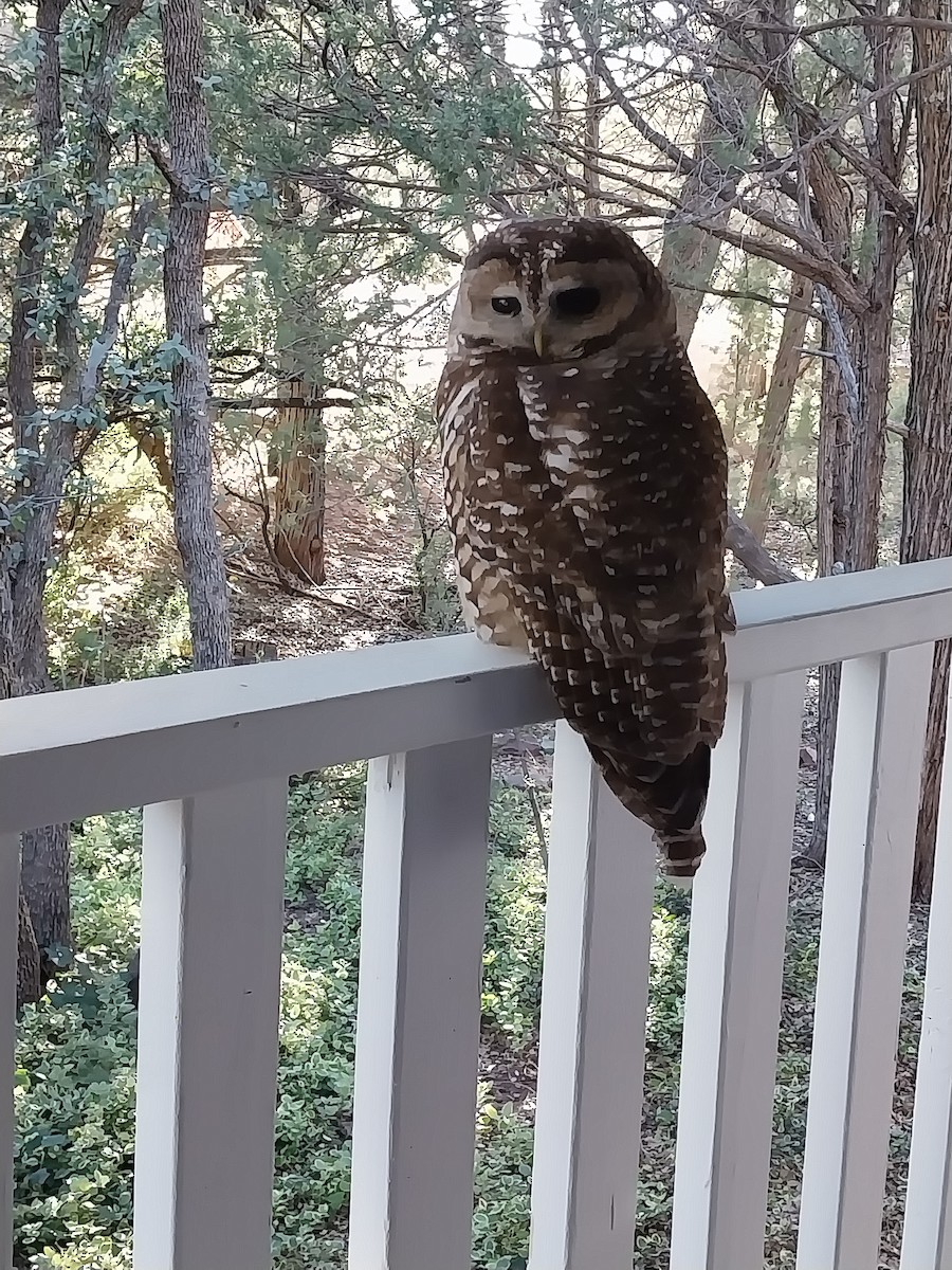 Chouette tachetée - ML644959724