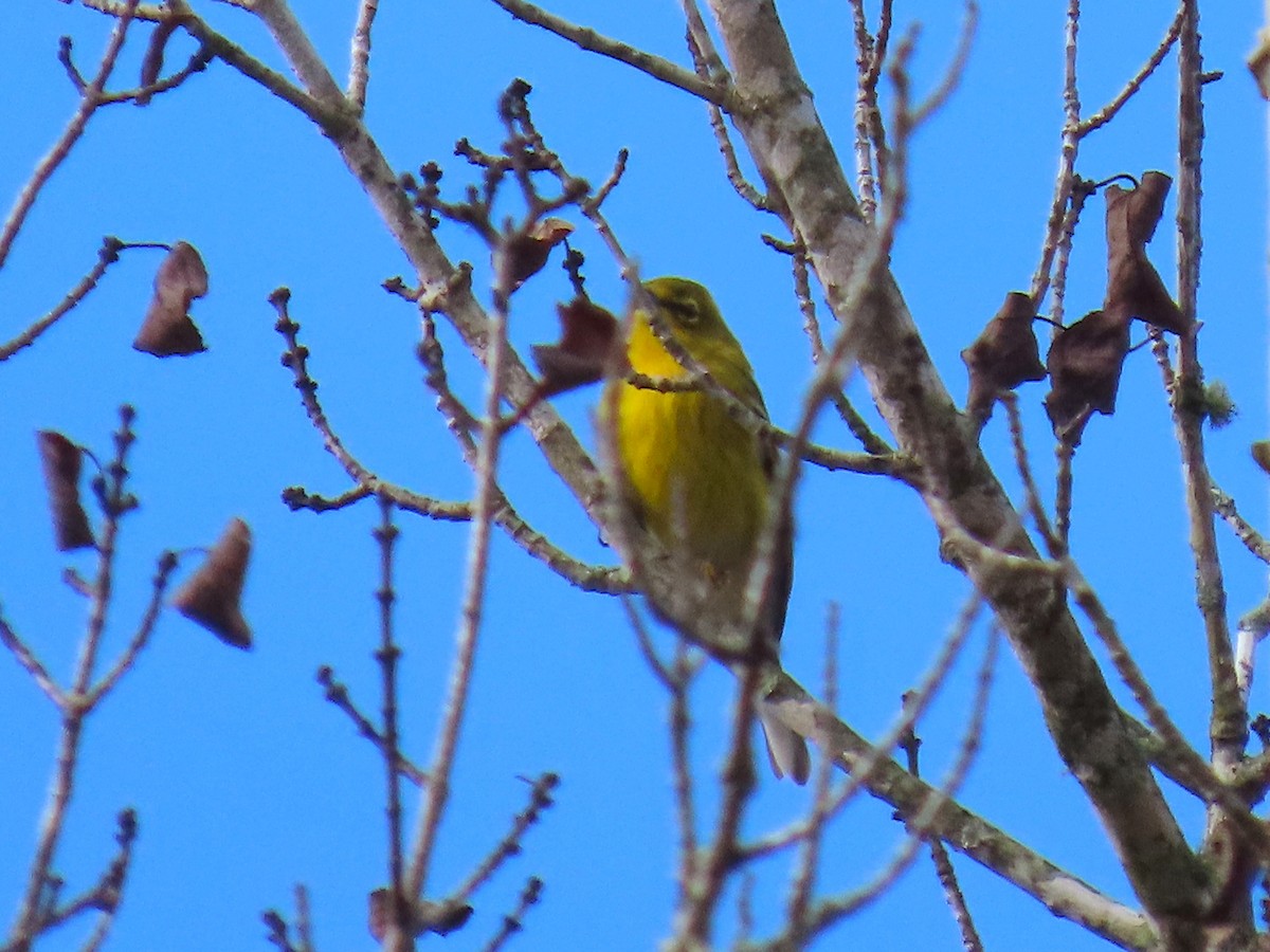 Pine Warbler - ML644959726