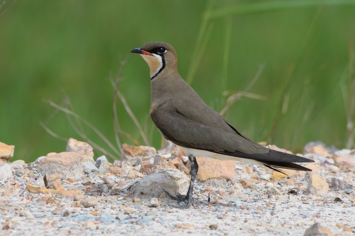 Oriental Pratincole - ML644959730