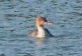 Red-breasted Merganser - ML644959734