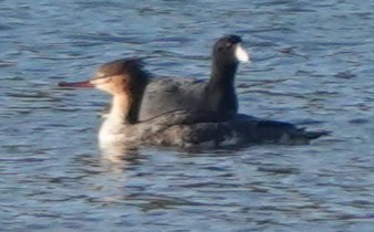 Red-breasted Merganser - ML644959735