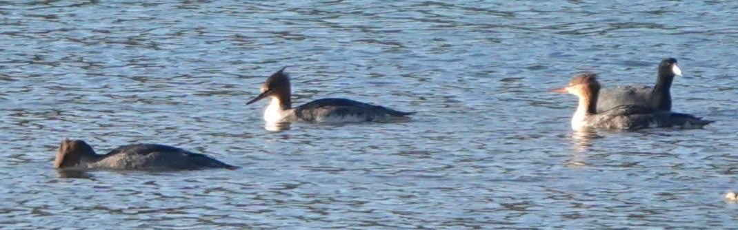 Red-breasted Merganser - ML644959736