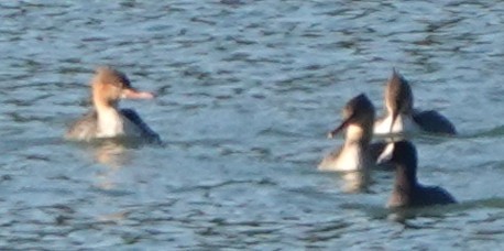 Red-breasted Merganser - ML644959737
