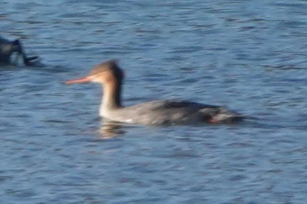 Red-breasted Merganser - ML644959738