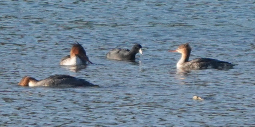 Red-breasted Merganser - ML644959739