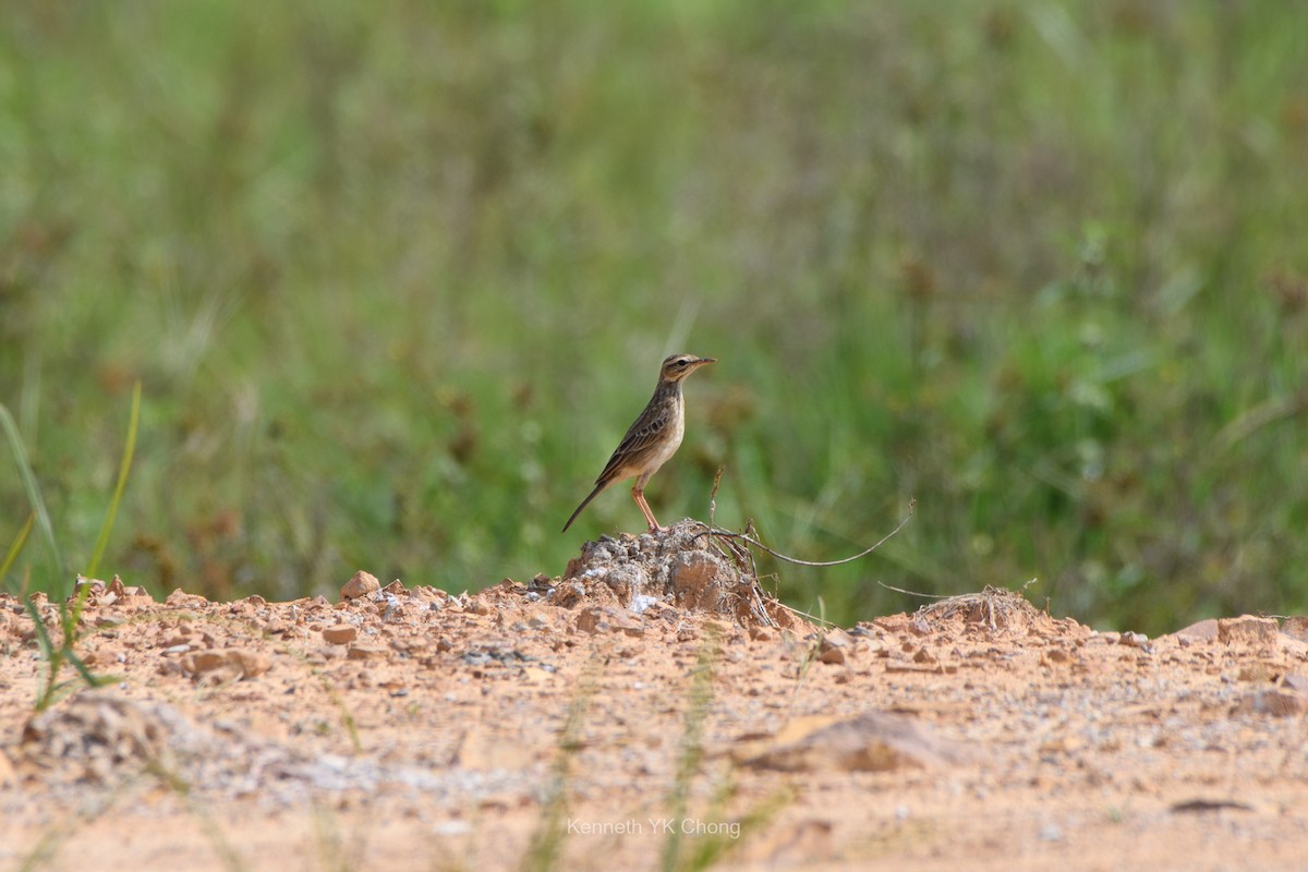 Paddyfield Pipit - ML644959748