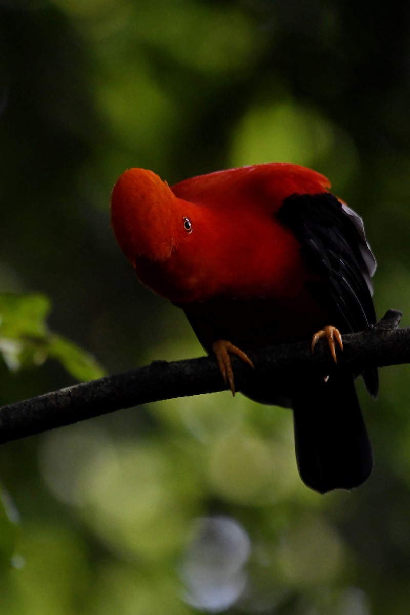 Andean Cock-of-the-rock - ML644959749