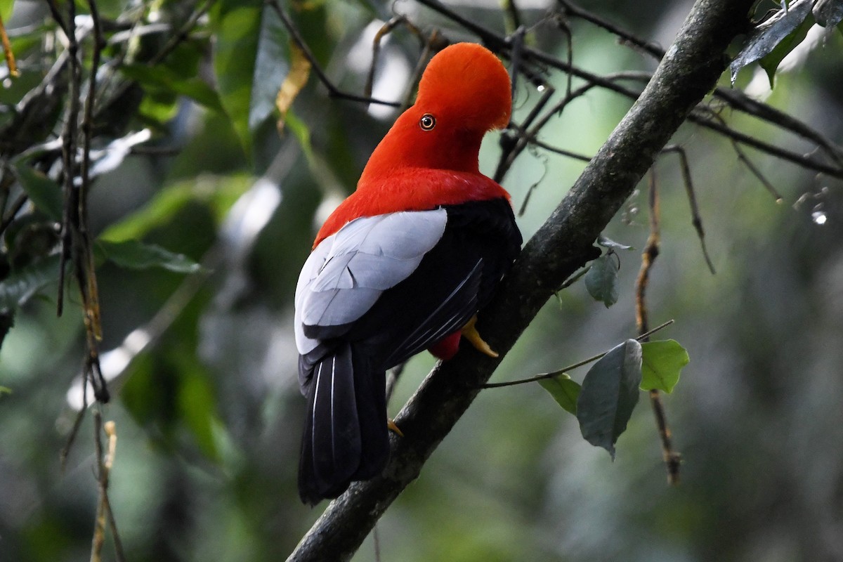 Andean Cock-of-the-rock - ML644959750