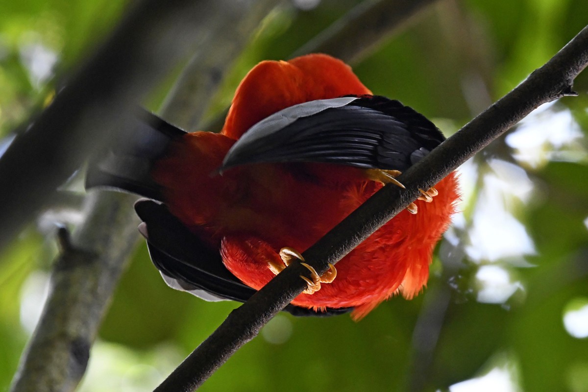 Andean Cock-of-the-rock - ML644959751