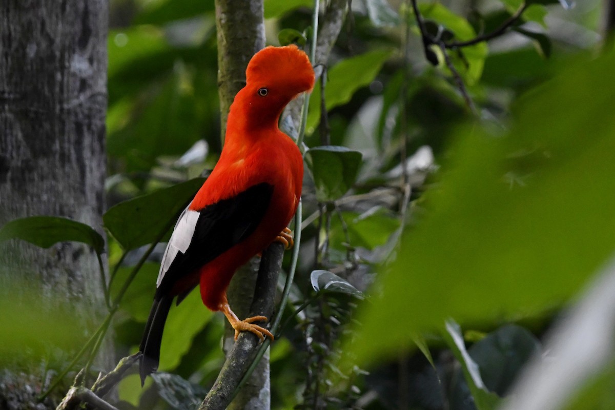 Andean Cock-of-the-rock - ML644959752