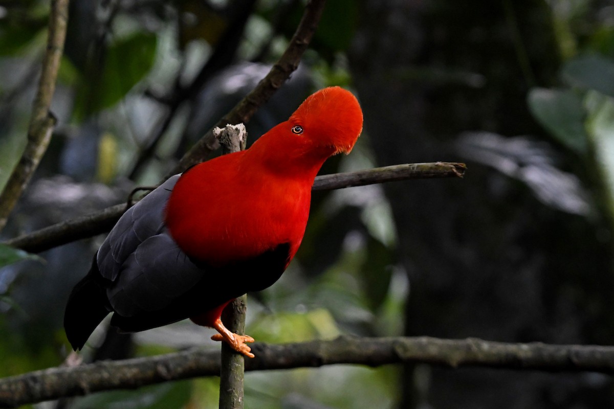 Andean Cock-of-the-rock - ML644959753