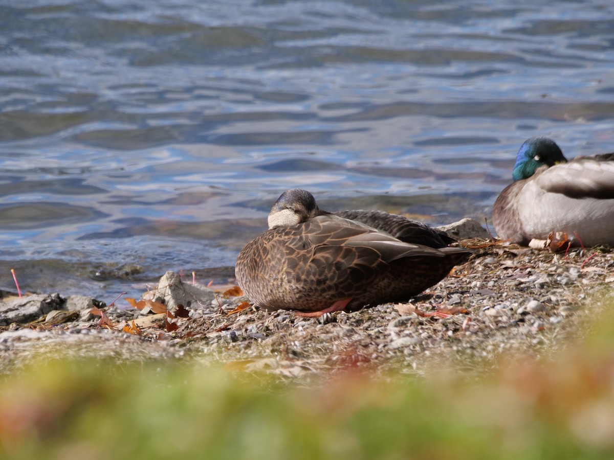 American Black Duck - ML644959754