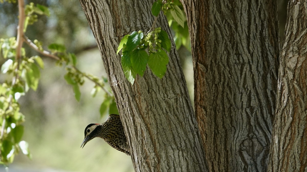 Декол плямистоволий - ML644959765