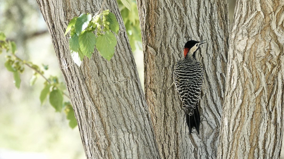 Декол плямистоволий - ML644959770