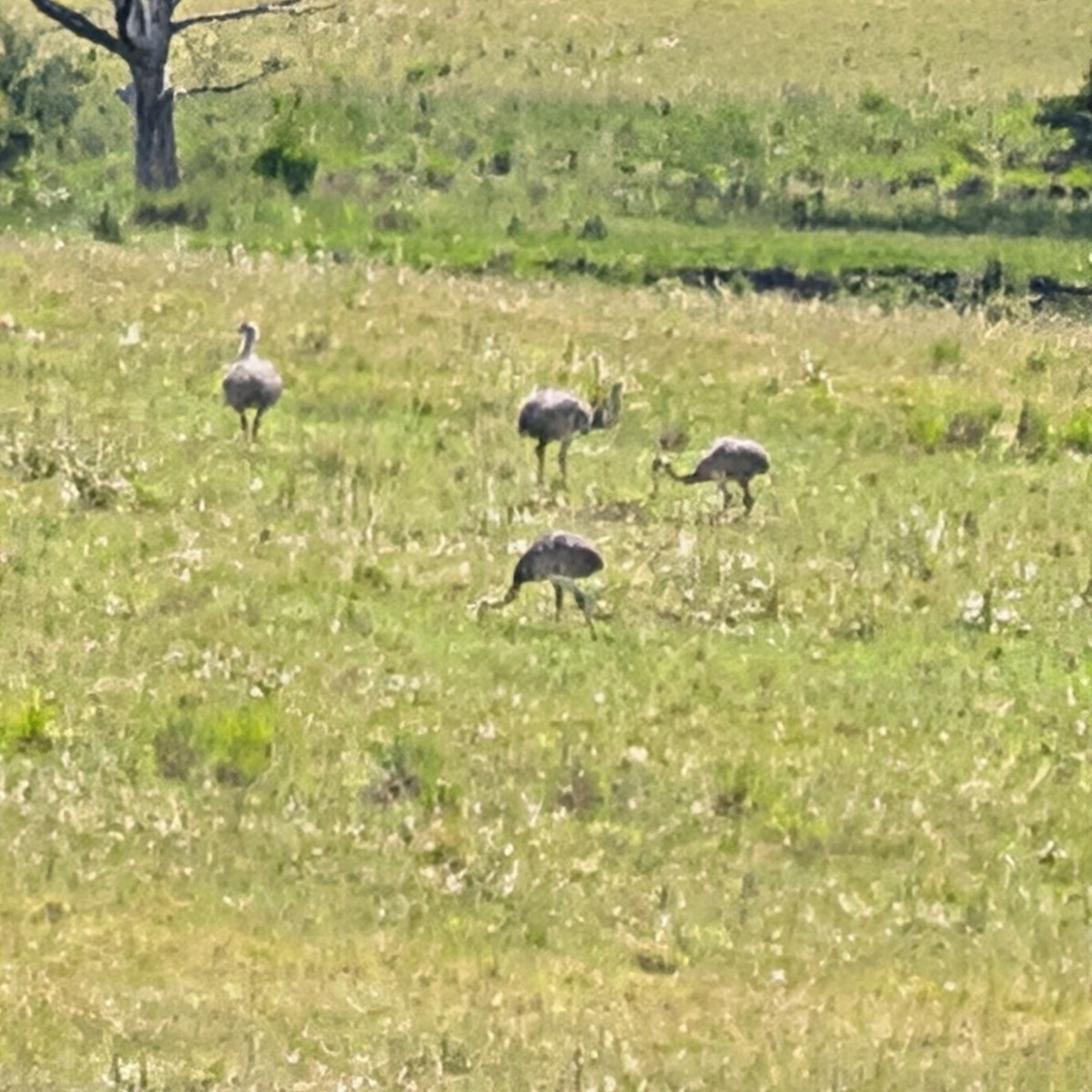 Greater Rhea - ML644959779