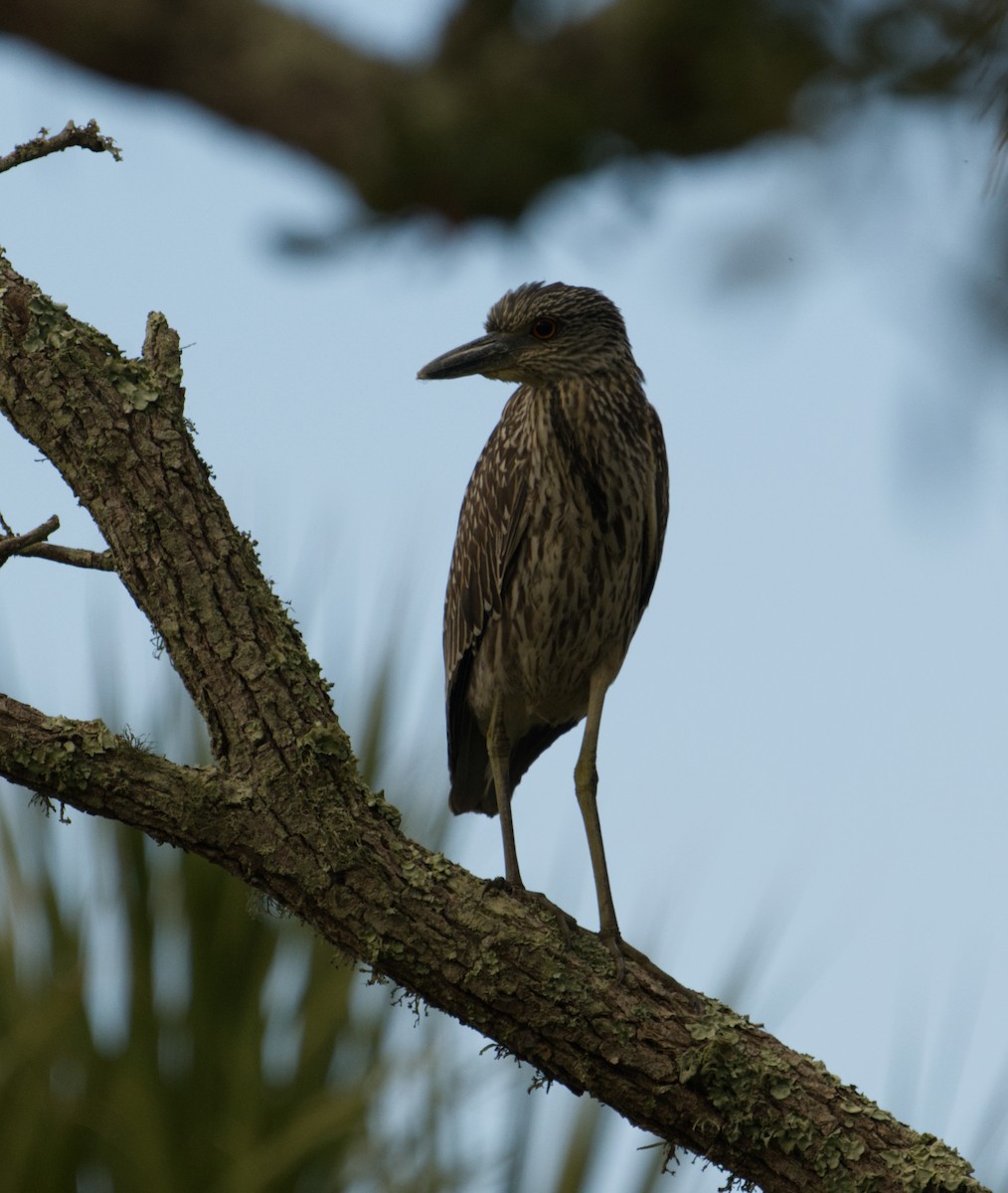 Yellow-crowned Night Heron - ML644959785