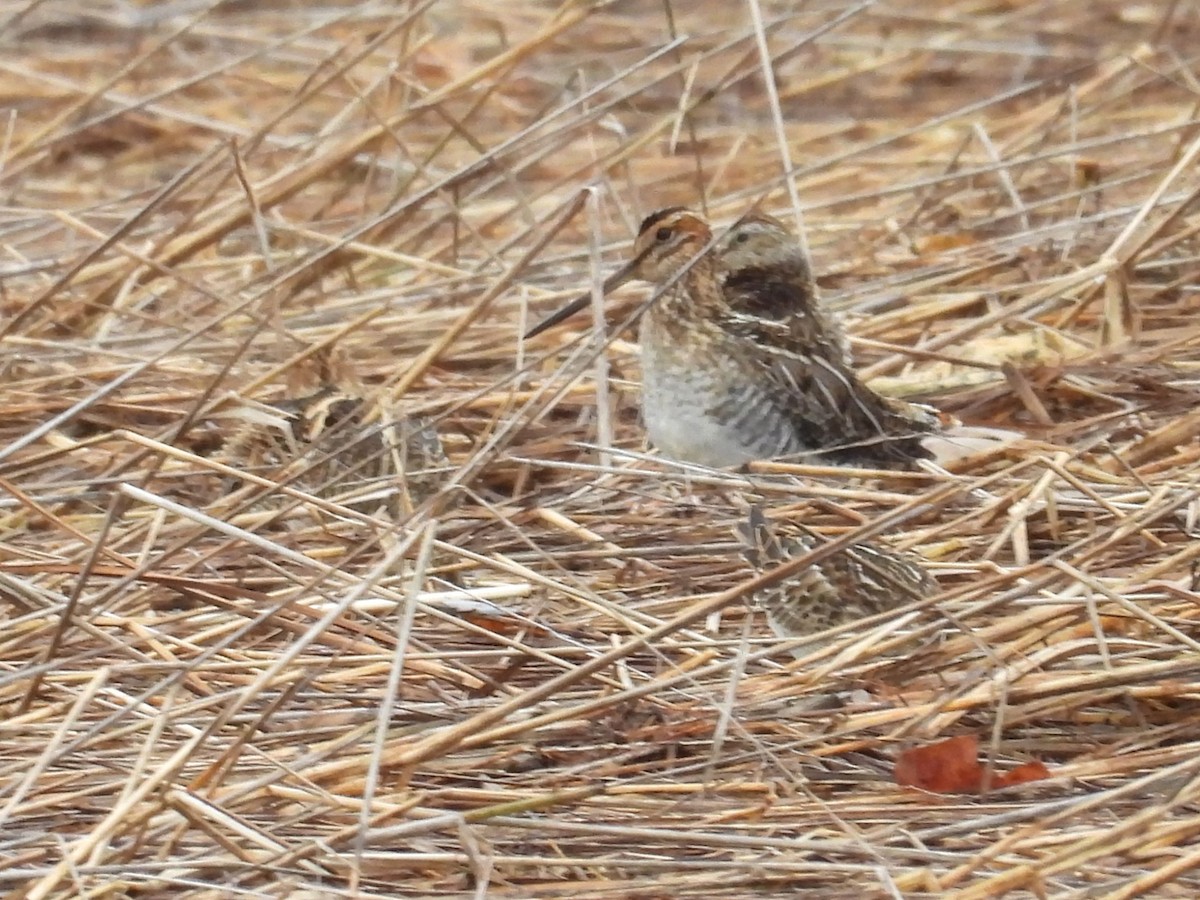 kanadabekkasin - ML644959792