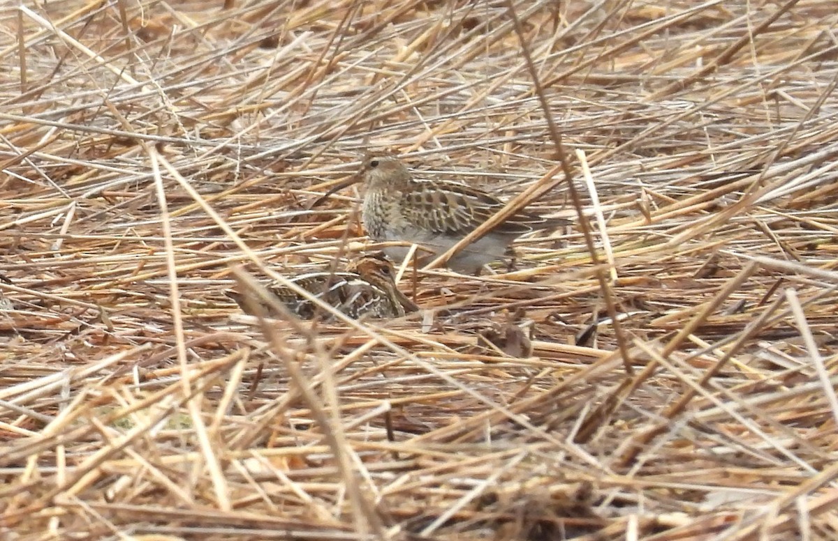 kanadabekkasin - ML644959793